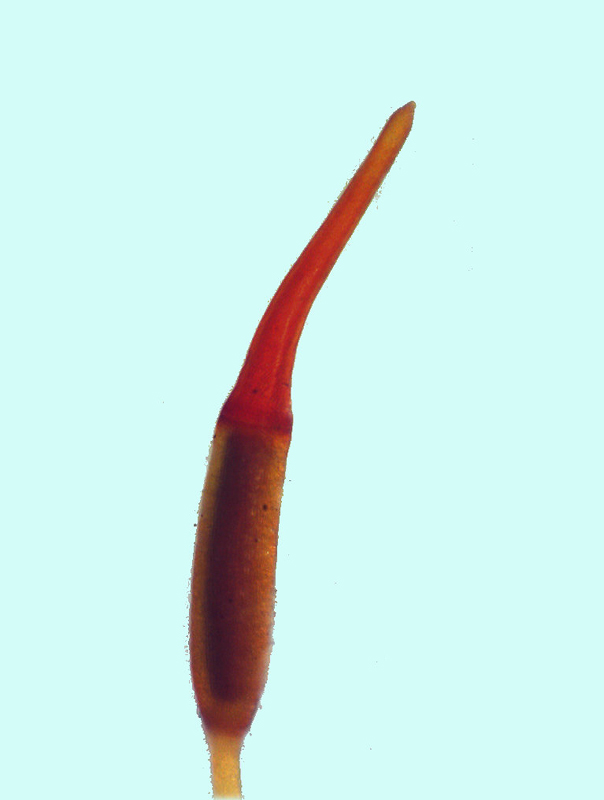 Barbula unguiculata